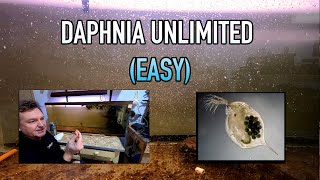 How I Raise Daphnia Water Fleas And You Can Too [upl. by Attekram]