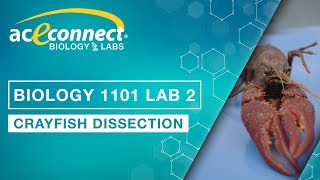 Biology Lab  Crayfish Dissection [upl. by Ailemor]