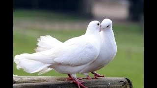 CUTE WHITE DOVES H D [upl. by Tattan366]