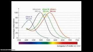 le fonctionnement des photorécepteurs de la rétine [upl. by Kcirdneh]