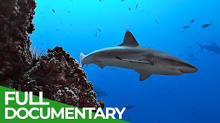 Underwater Volcanoes  Oases of the Sea  Free Documentary Nature [upl. by Airrat]