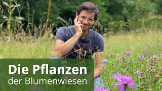 Pflanzen der Blumenwiesen [upl. by Heim]