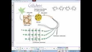 Plant cellulose structure [upl. by Nasho265]