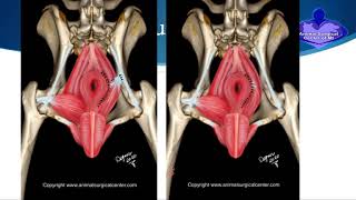 Perineal Hernia Repair in Dogs [upl. by Arag]