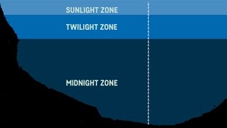 What Are The Sea Zones Explaining Deep Sea Exploration  Behind the News [upl. by Avan]