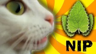 Cat Nip Trip [upl. by Ainorev]