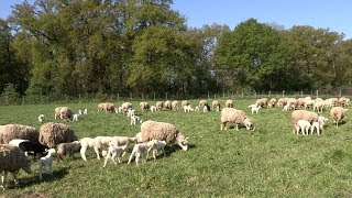 Lélevage des moutons à la Bergerie nationale [upl. by Llertnauq344]