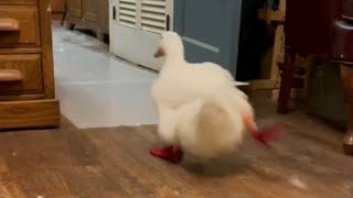 Running Duck original video [upl. by Norrabal335]