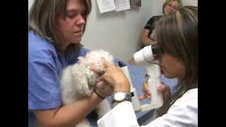 Difficult Breathing in Dogs  Hypoplastic Trachea [upl. by Steady]