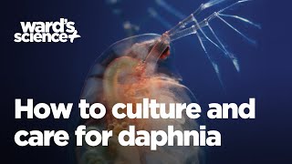 Caring and Culturing for Daphnia [upl. by Riha]