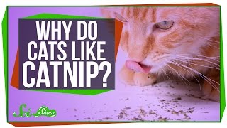 Why Do Cats Like Catnip [upl. by Emogene]