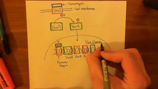 Vancomycin Resistant Enterococcus Part 2 [upl. by Jerrome]