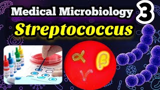 Streptococcus شرح بالعربي Morphology Classification and identification [upl. by Enel]