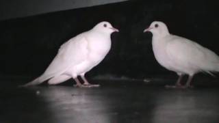 Beautiful White Doves Coo Call Sound  World Best Doves Cooing Sound [upl. by Auhs951]