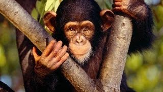 Chimpances Casi Humanos  Documental  Primates evolucionando [upl. by Rramed592]