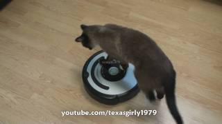 Cat shows HOW TO use iRobot Roomba Vacuum [upl. by Epifano]