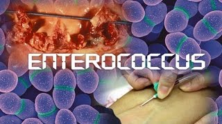 Enterococcus [upl. by Ahsyek]