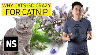 Why do cats go crazy for catnip I Science with Sam [upl. by Simonne907]