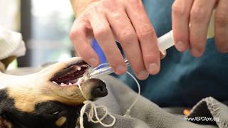 Dog Cataract Surgery What to Expect  MedVet [upl. by Znieh]