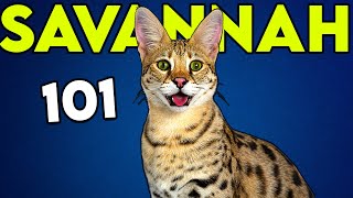 SAVANNAH CAT 101 Must Watch Before Getting One  Cat Breeds 101 [upl. by Acirederf846]