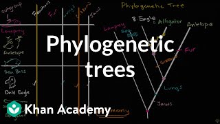 Understanding and building phylogenetic trees  High school biology  Khan Academy [upl. by Peder963]