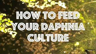 How To Feed Your Daphnia Culture [upl. by Airetak]