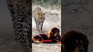 Leopard VS Tibetan Mastiff Encounter Face to Face [upl. by Rausch40]