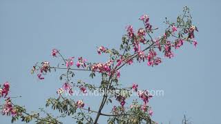 Silk Floss Tree in full Bloom  Pink Magic of Ceiba speciosa in Delhis autumn [upl. by Grearson]