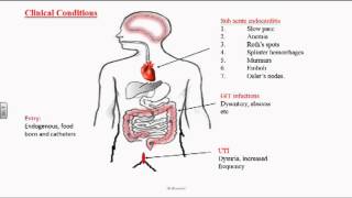 Enterococcus or Group D Streptococci [upl. by Zak]