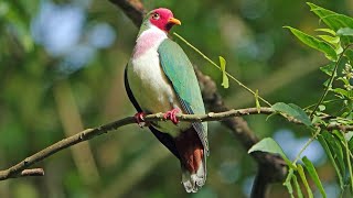 Male JAMBU FRUIT DOVE Singapore [upl. by Gustaf]