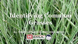 Identifying Common Grasses [upl. by Areic]