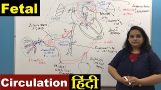 Fetal Circulation  Updated  Anatomy  Easy to draw amp understand in Hindi [upl. by Rehttam492]