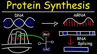 Transcription and Translation  Protein Synthesis From DNA  Biology [upl. by Kakalina516]