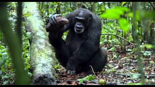 Chimpancés Herramientas de Poder  Disneynature [upl. by Amitaf]