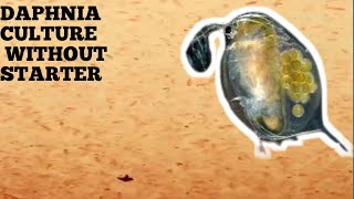 HOW TO CULTURE DAPHNIA NATURALLY WITHOUT A STARTER [upl. by Garlinda]