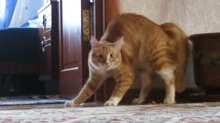 Adrenaline Cats  Funny Cat Video Compilation 2020 [upl. by Pebrook]