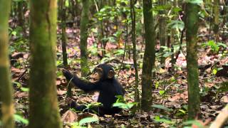 Chimpancés Tráiler Oficial  Disneynature [upl. by Birdie736]