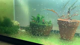 Daphnia Culturing Snails or no snails [upl. by Nosahc166]