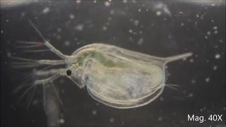 Daphnia magna under the Microscope [upl. by Yerrok423]