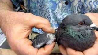 Help for Pigeon with Droopy Wing Unable to Fly [upl. by Schaper811]