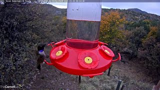 Blackchinned and Broadtailed Hummingbirds Return To West Texas – March 30 2020 [upl. by Atinnod728]