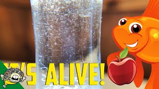 How to culture Vinegar Eels The EASY Way Live Fish Food [upl. by Cleaves904]