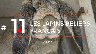 LES LAPINS BELIERS FRANCAIS │LFDT 11 [upl. by Kutzer367]