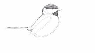 Drawing a Blackcapped Chickadee with David Allen Sibley [upl. by Eiramanel]