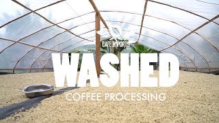 Washed Coffee Processing [upl. by Hsirehc509]