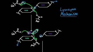 Lysozyme Mechanism [upl. by Ydennek733]