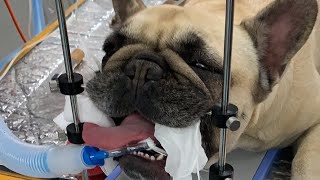 Helping a Pug breathe better Nose surgery in a dog [upl. by Philoo]