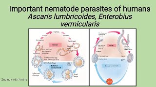 Important Nematode parasites of Humans  life cycle of Ascaris and Enterobius Giant intestinal worm [upl. by Liuka]