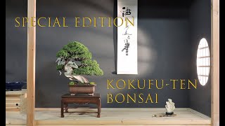 Kokufuten bonsai [upl. by Aihtnys]