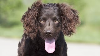 Boykin Spaniel [upl. by Adnulahs]